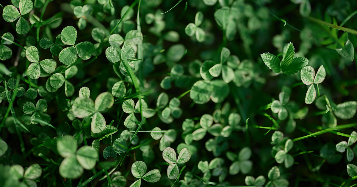 Clover lawns